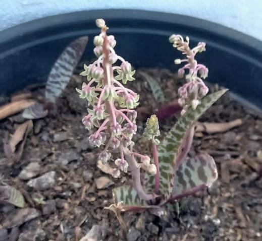 Ledebouria socialis